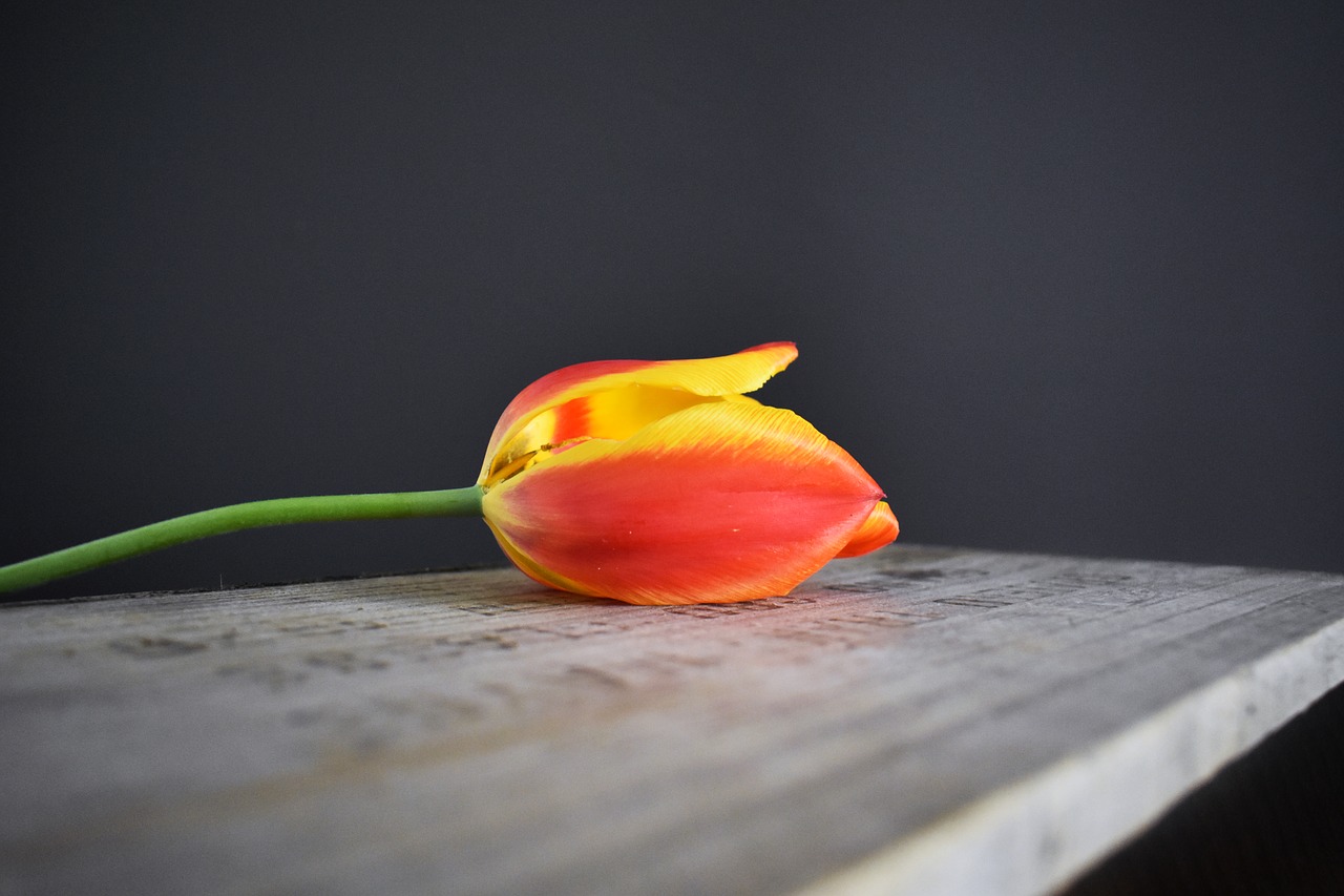 Image - tulip wooden crate orange red