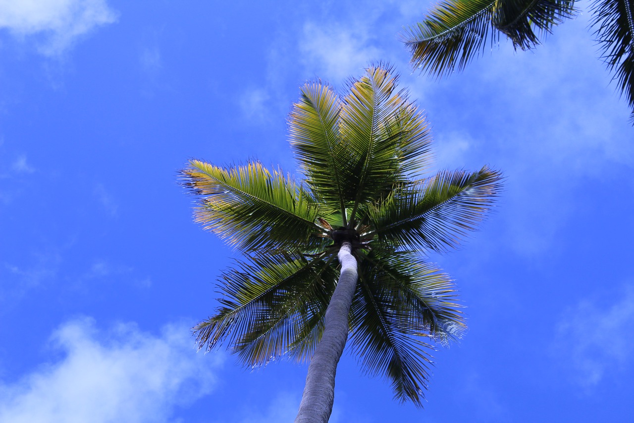 Image - coconut tree beach brazil