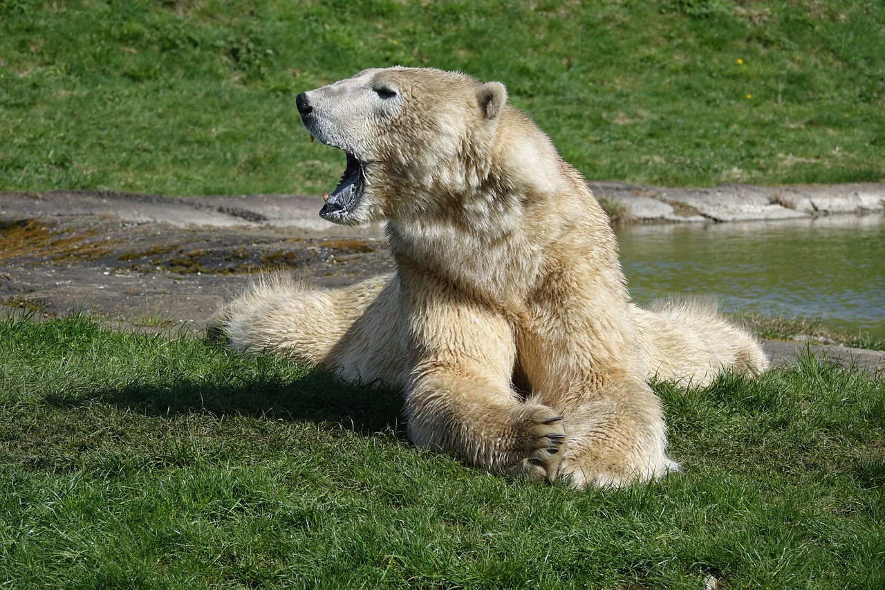 Image - polar bear nature animal zoo