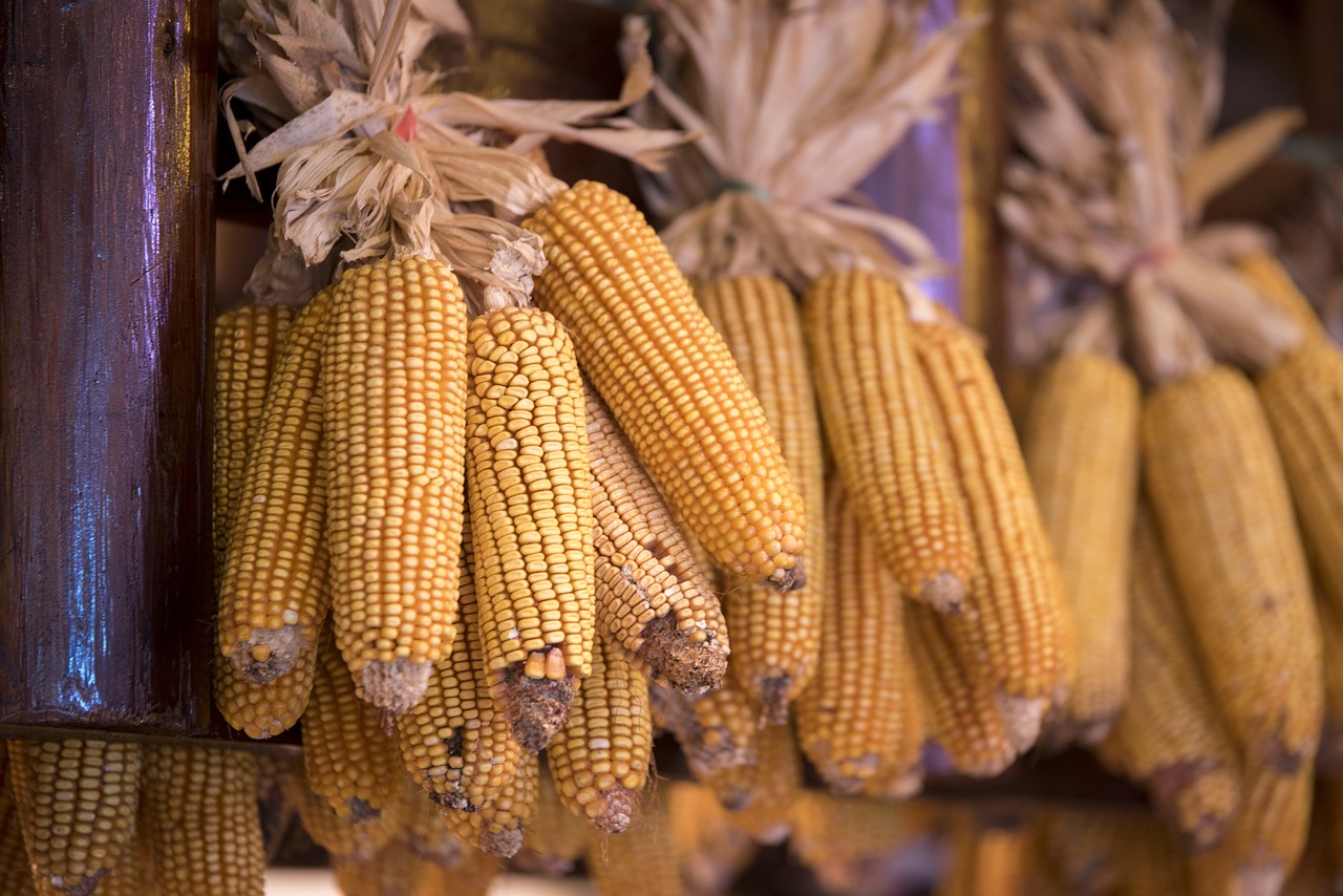 Image - corn food dried crop harvest