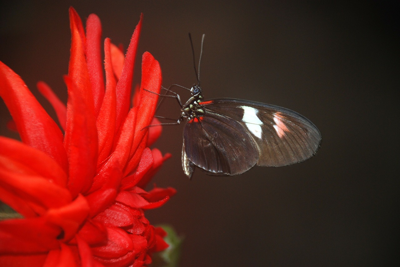 Image - papilio rumanzovia butterfly animal