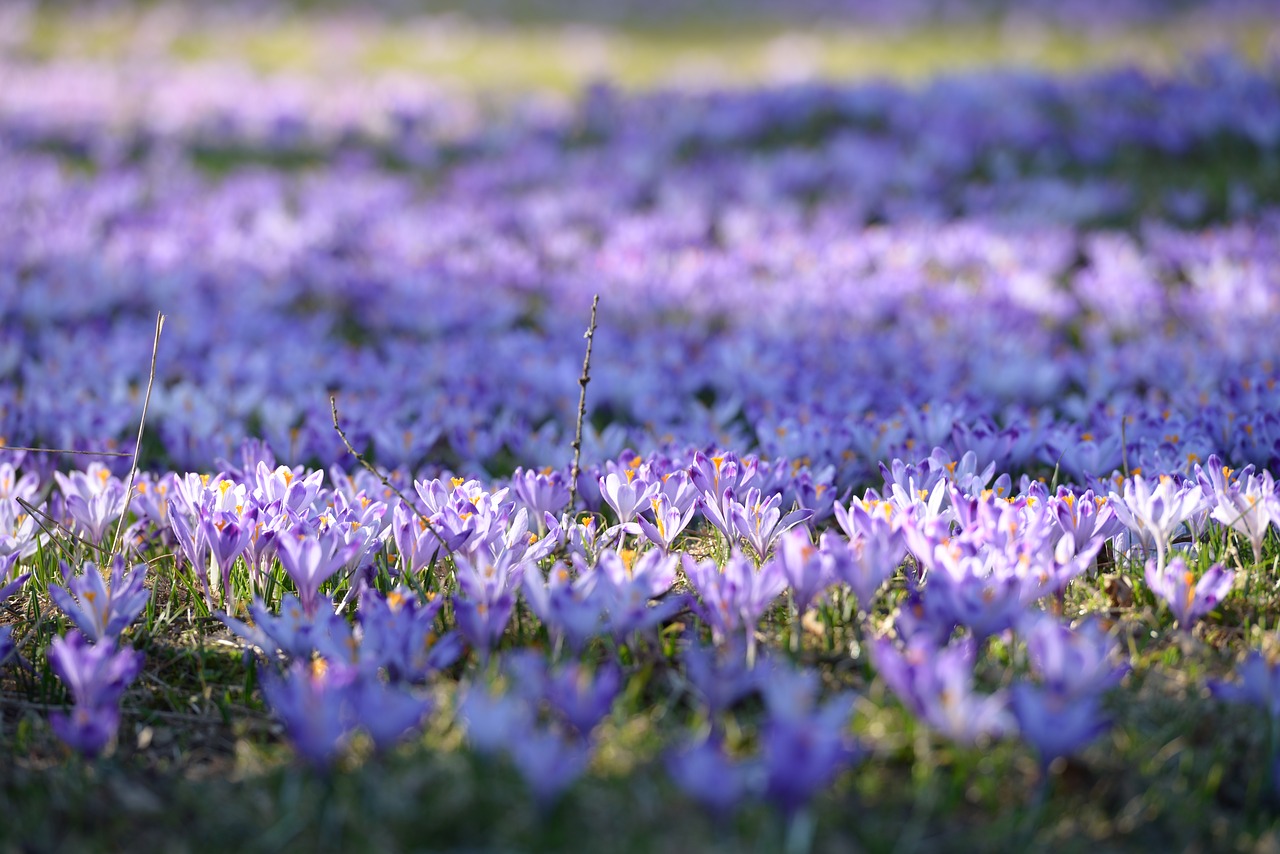 Image - crocus polyana spring flowers