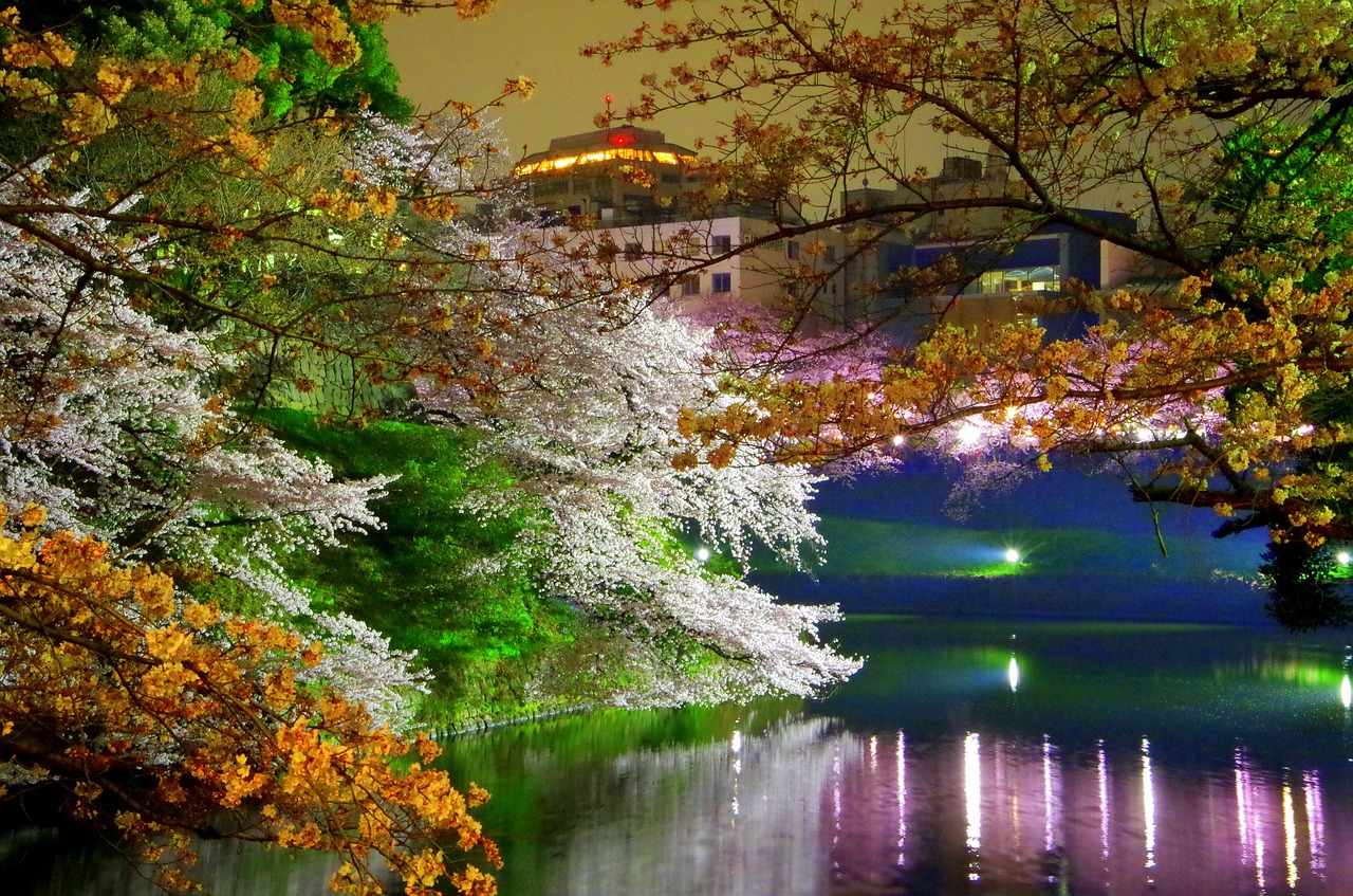 Image - chidorigafuchi cherry blossoms