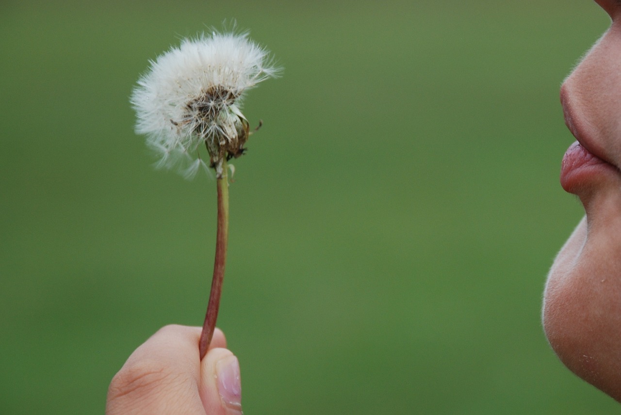Image - dandelion hawkbit flower plant