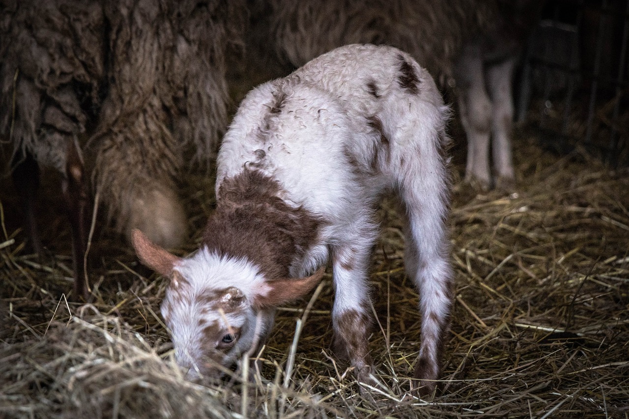 Image - lamb animal sheep farm stock