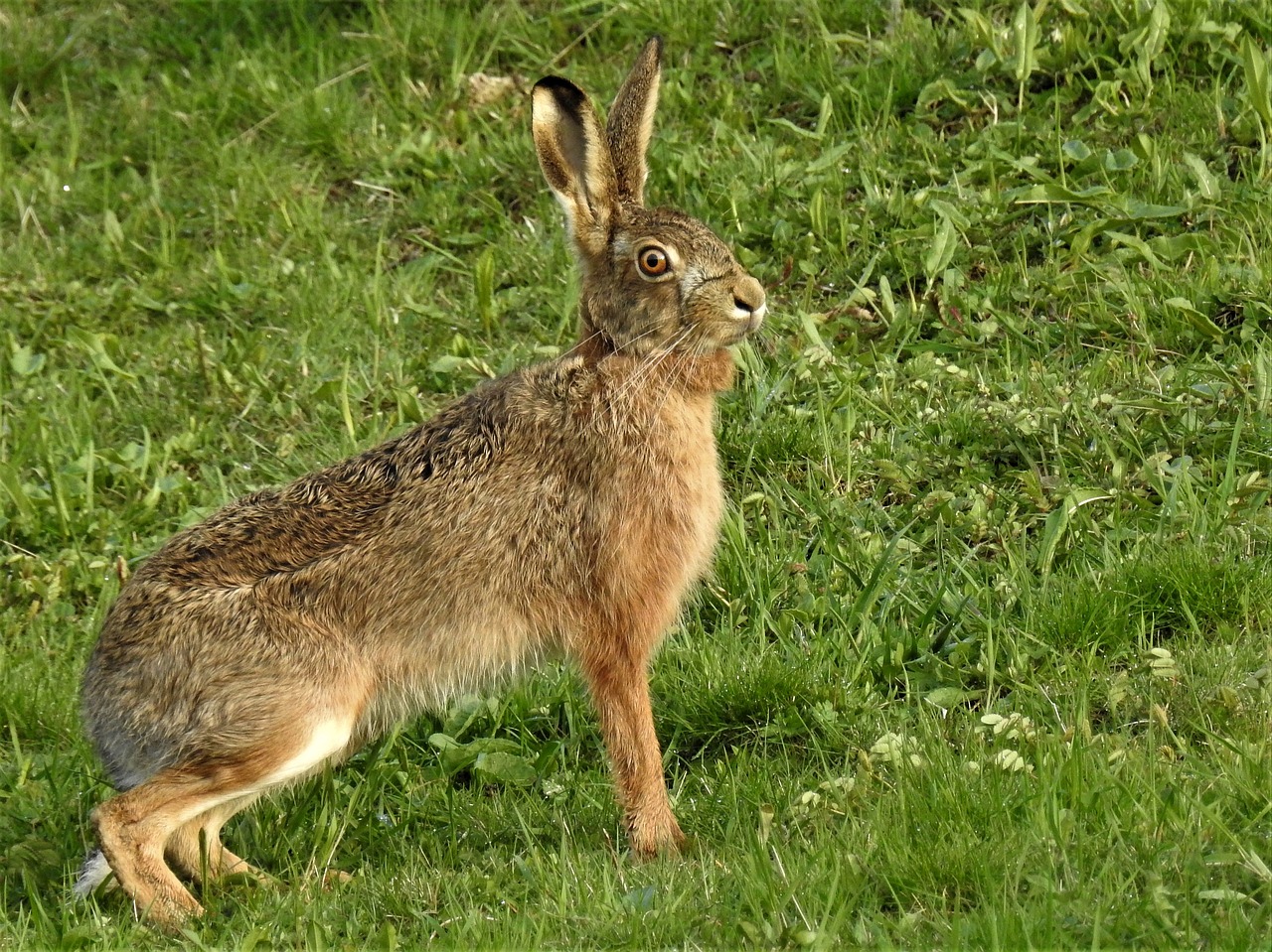 Image - hare lepus europaeus