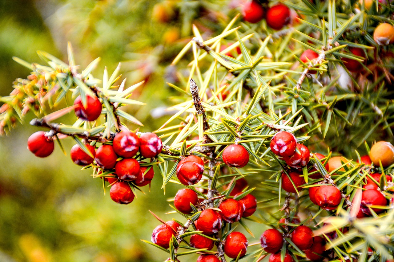 Image - juniper thorn juniper seeds forest