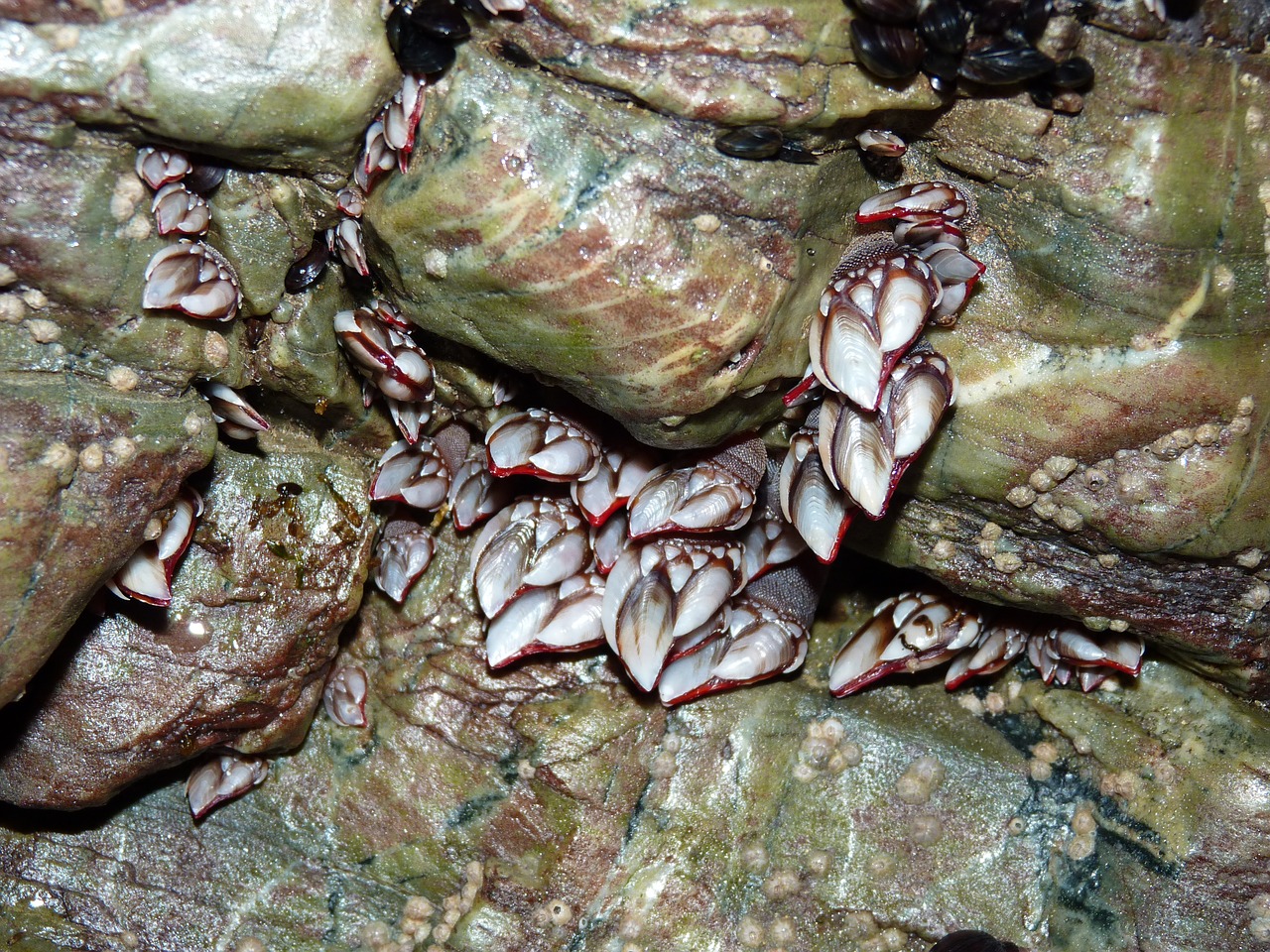 Image - barnacles beach of the cathedrals