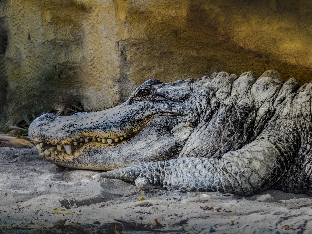 Image - crocodile teeth fear rest animal