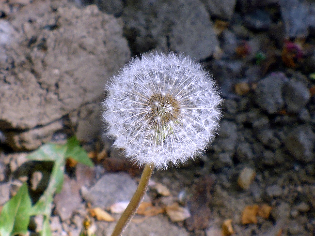 Image - dandelion light white seed flower