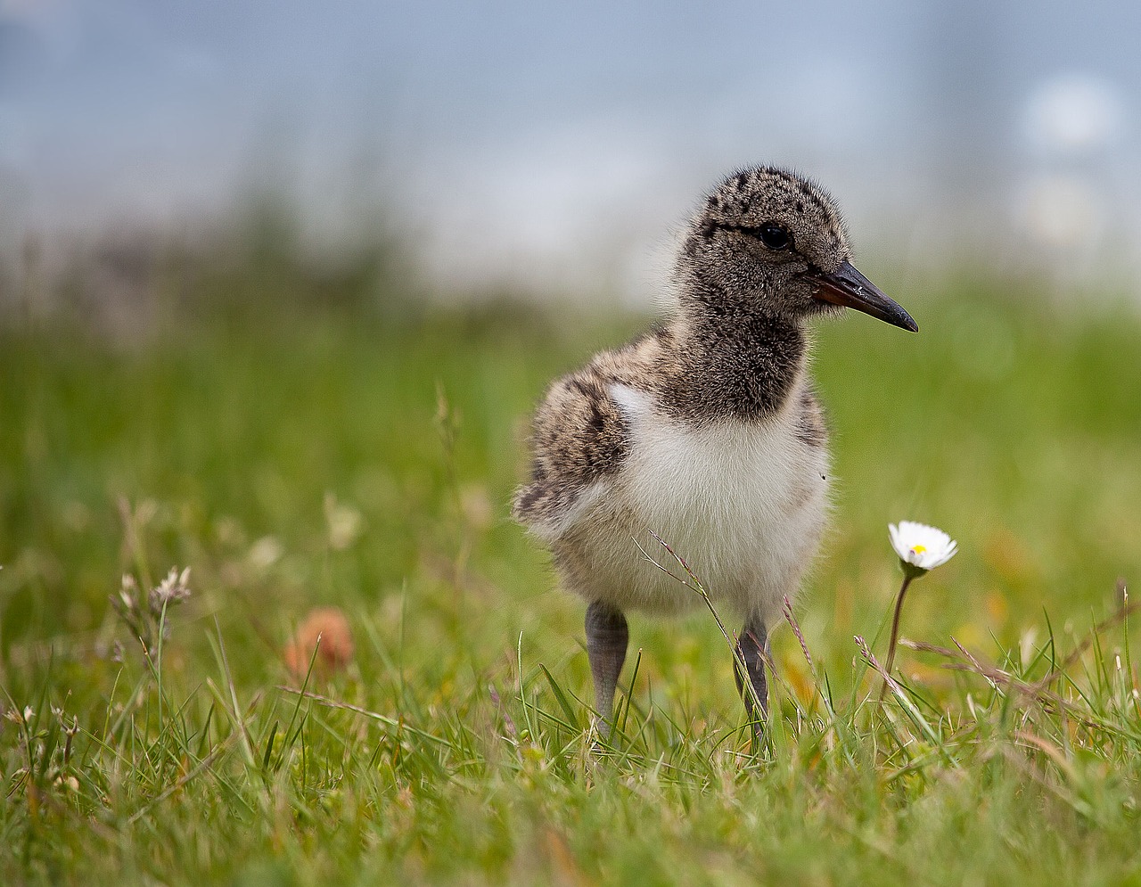 Image - oystercatcher sea water bird bird