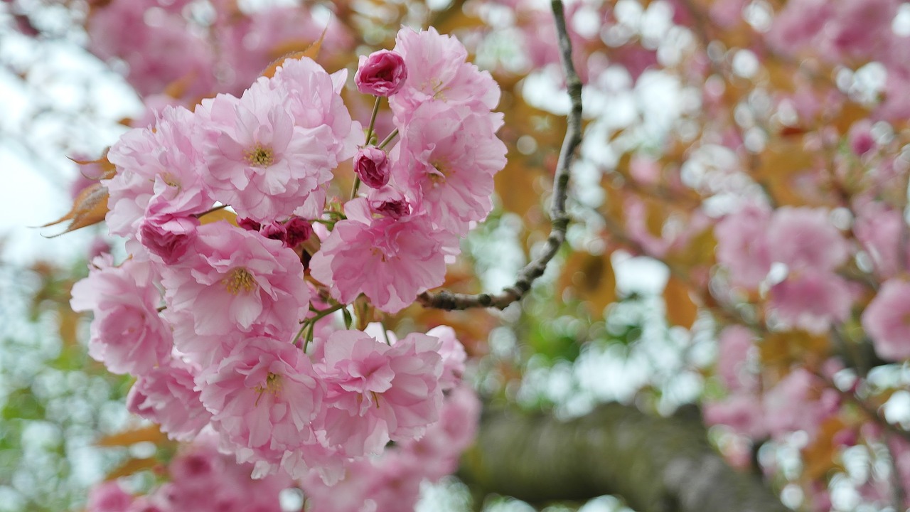 Image - cherry cherry blossom flower umbel