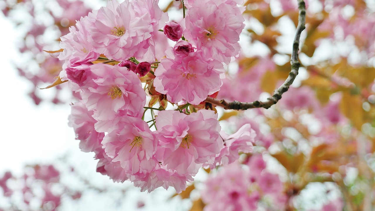 Image - cherry cherry blossom flower umbel