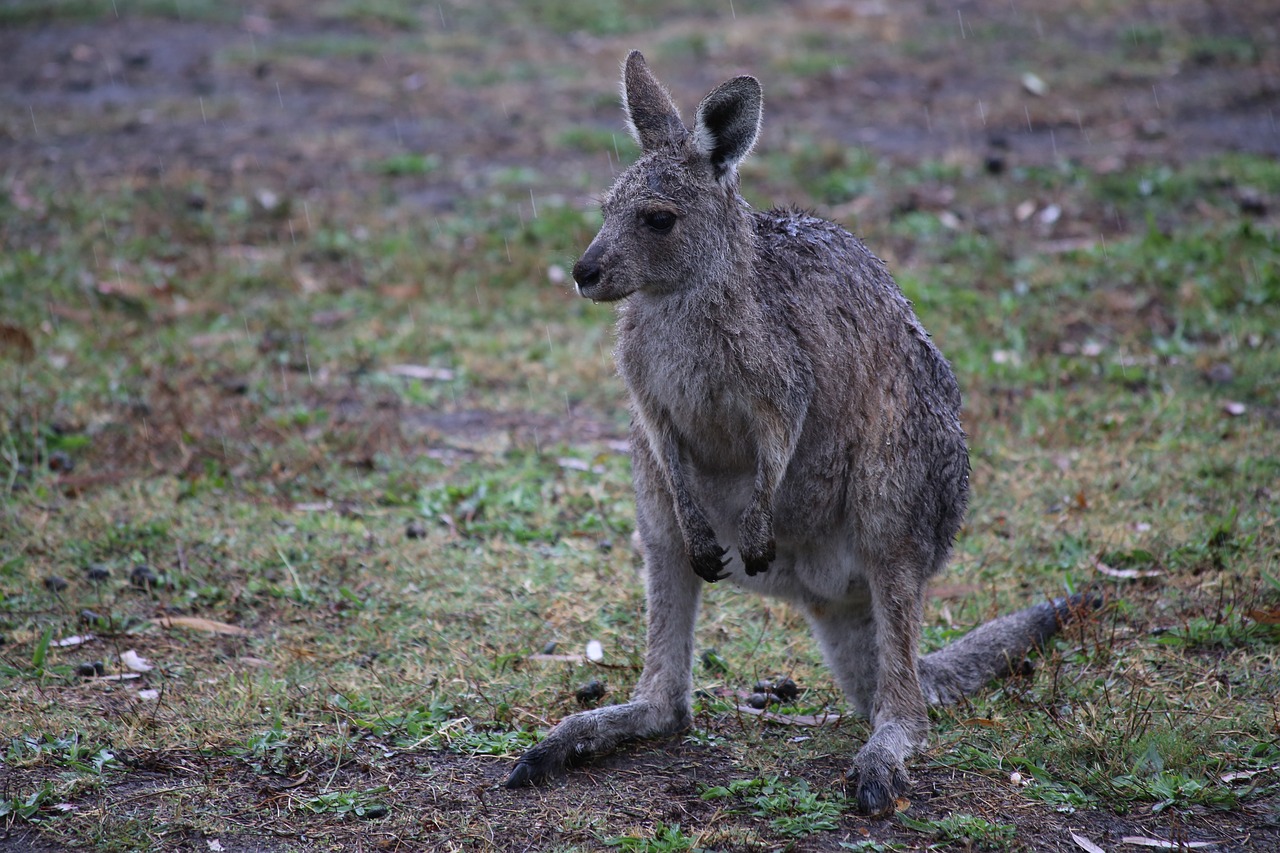 Image - kangaroo wet australia