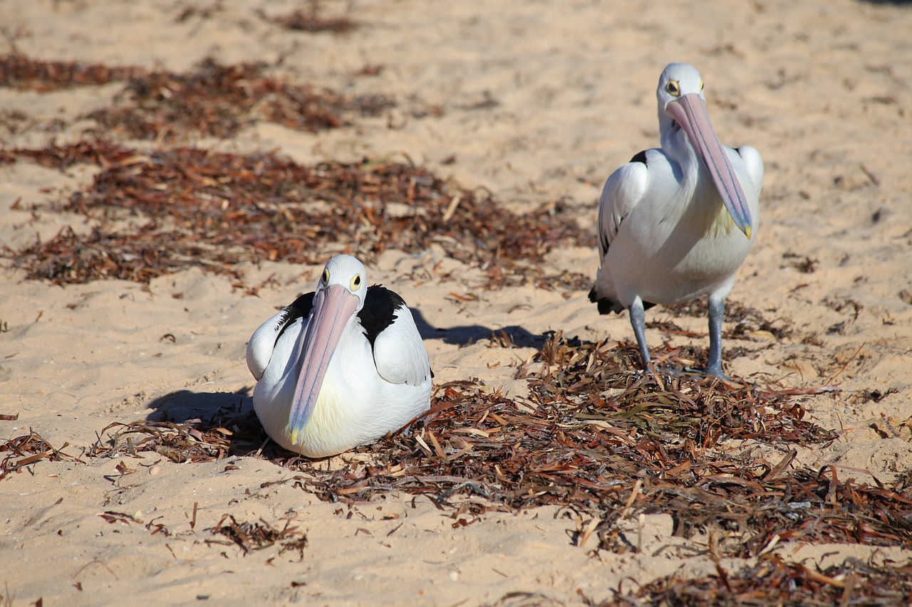 Image - australia flamingo bird