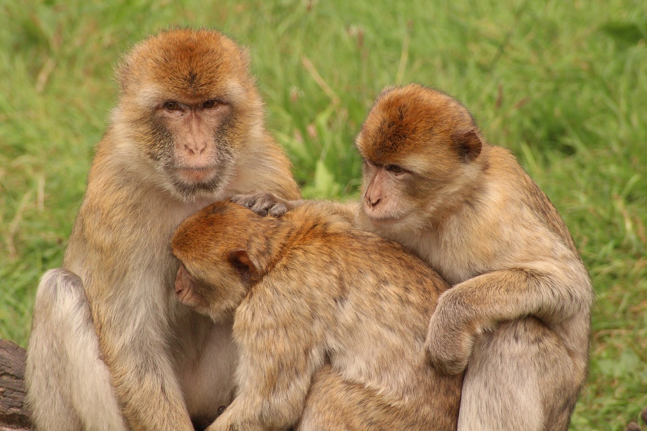 Image - monkey animal family sweet cute