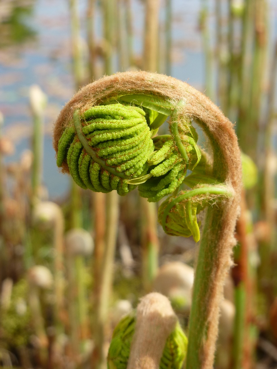 Image - fern spring growth plant leaf