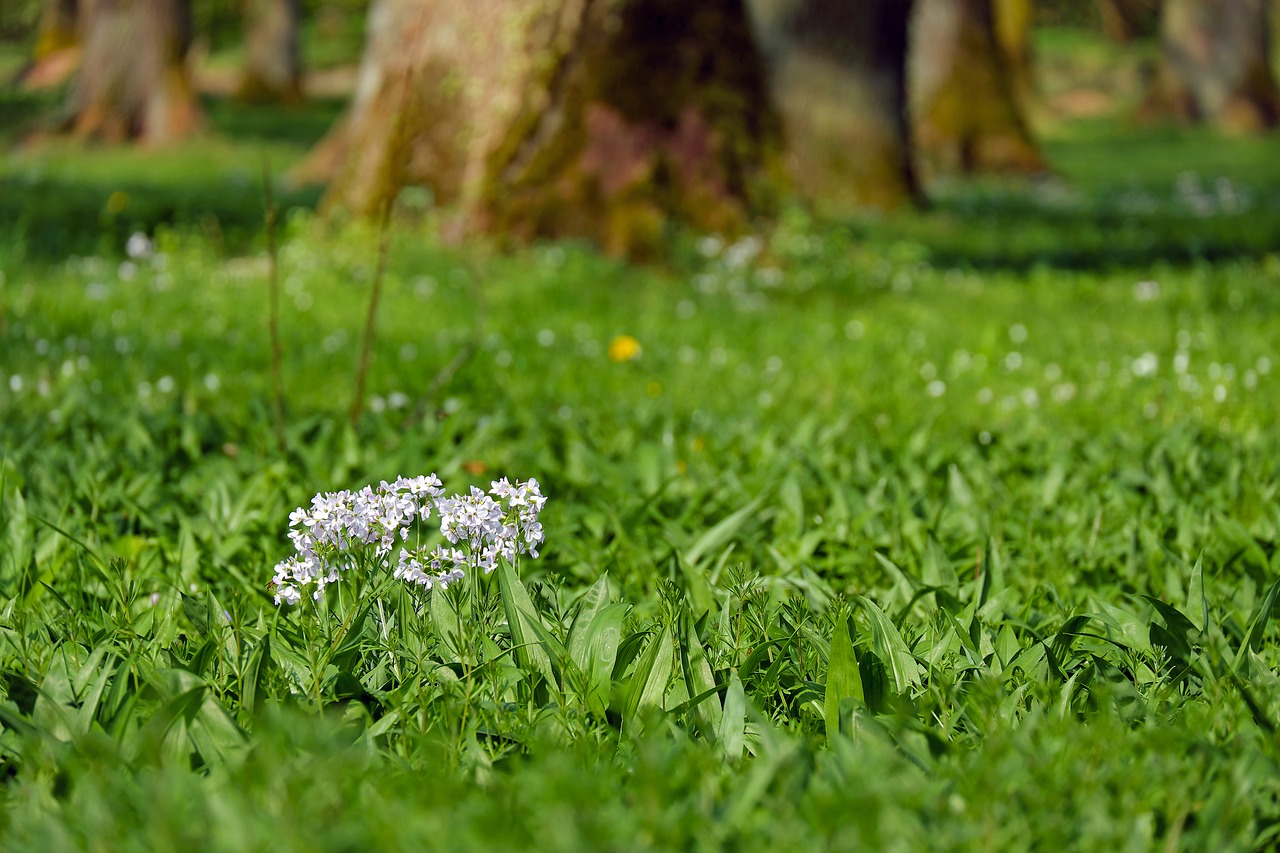 Image - smock flower flowers nature