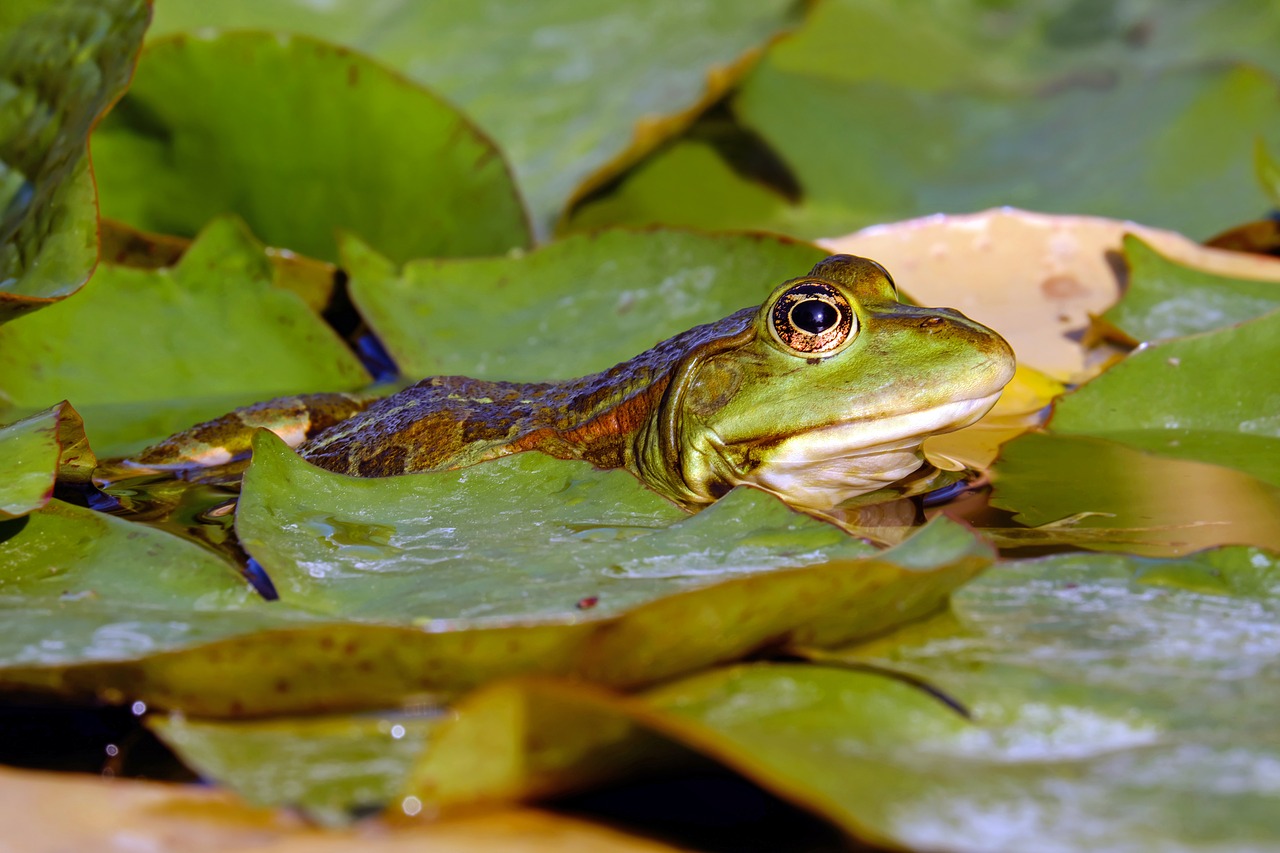 Image - frog water frog frog pond amphibian