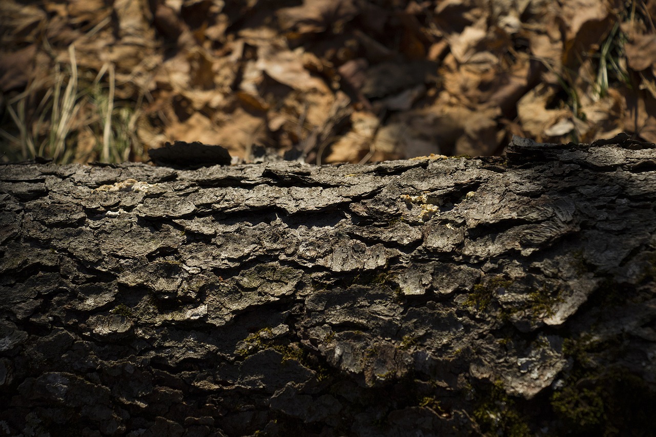 Image - tree texture winter woods nature