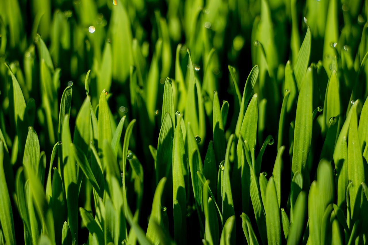 Image - macro grass wheat grass dew drops