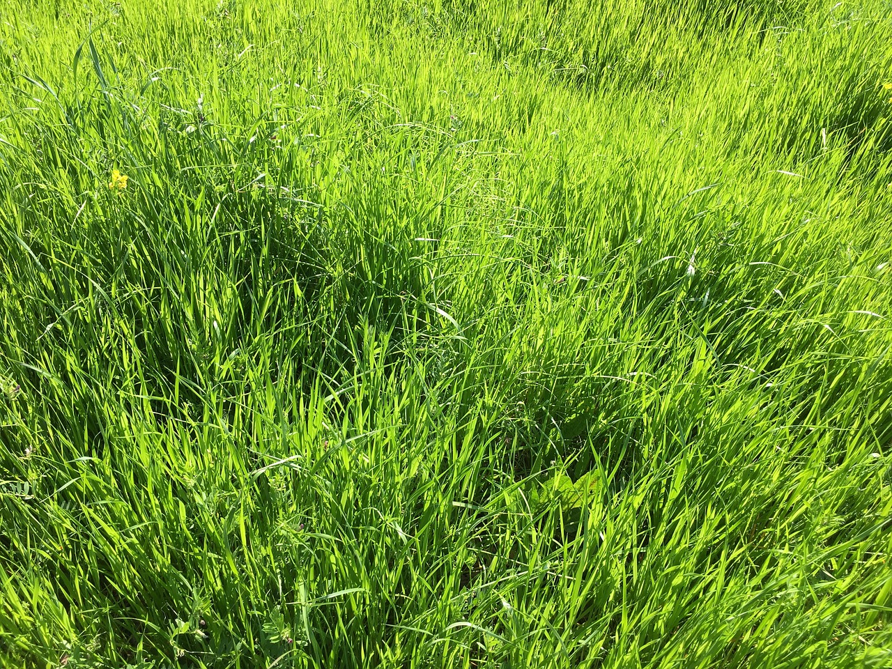 Image - spring green energy meadow grass