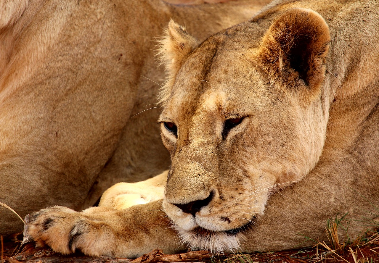 Image - lion tsavo national park animal