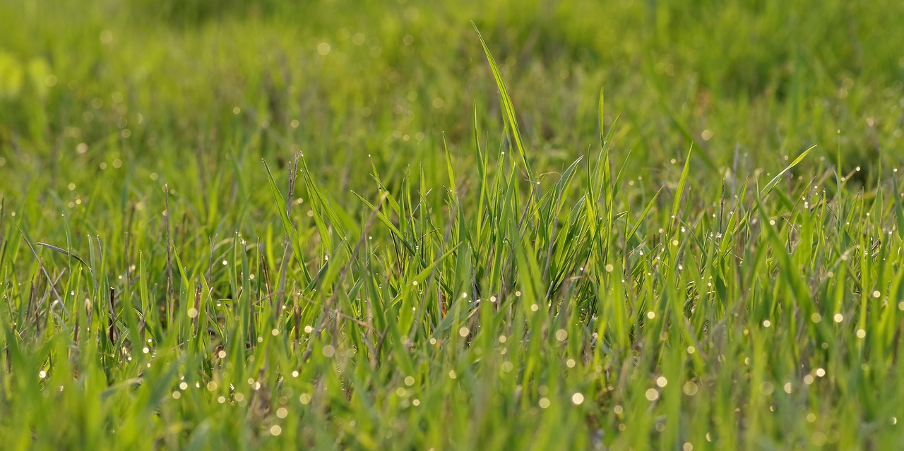 Image - lawn meadow rosa morning green