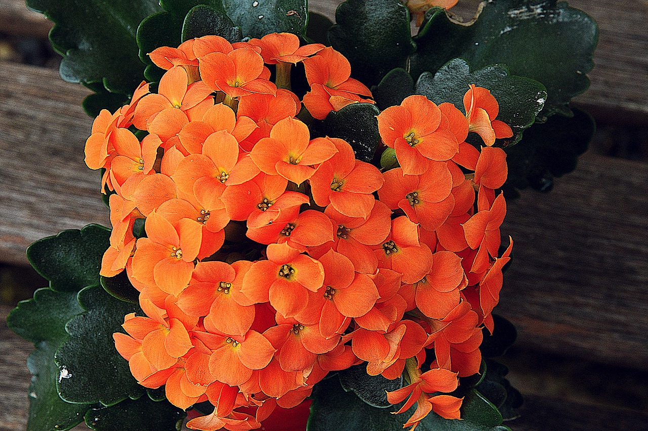 Image - flower close kalanchoe orange