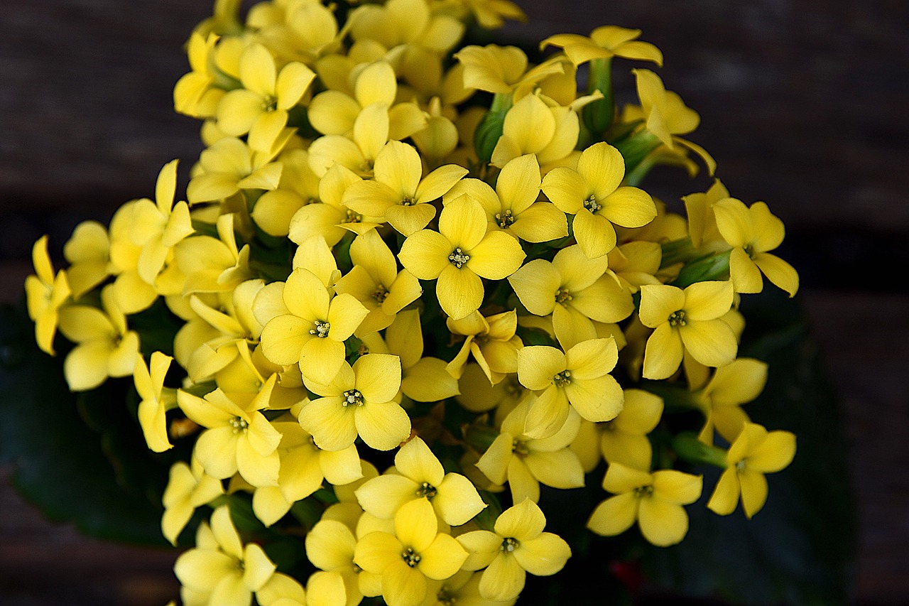 Image - spring flowers kalanchoe yellow