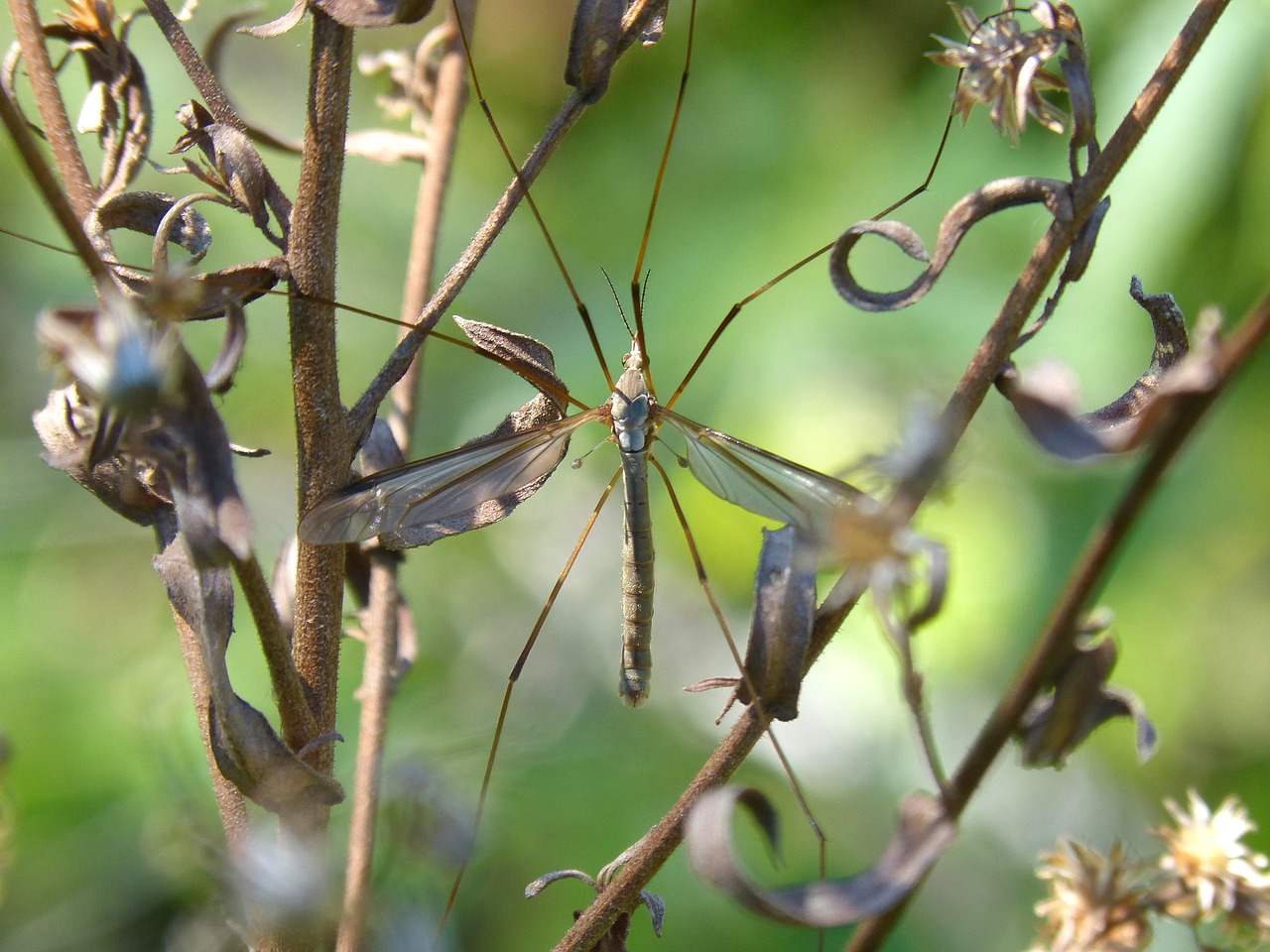 Image - típula mosquito wild flower