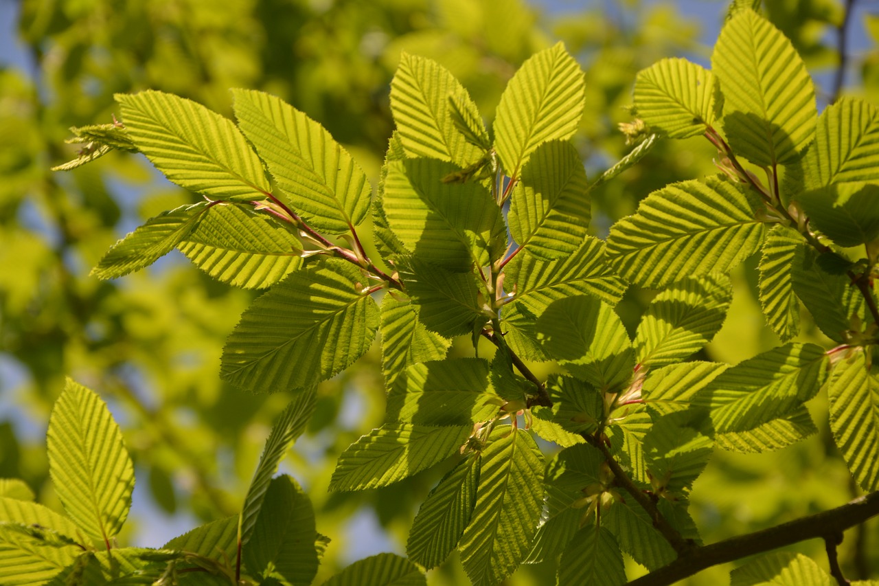 Image - beech leaves nature light shrub