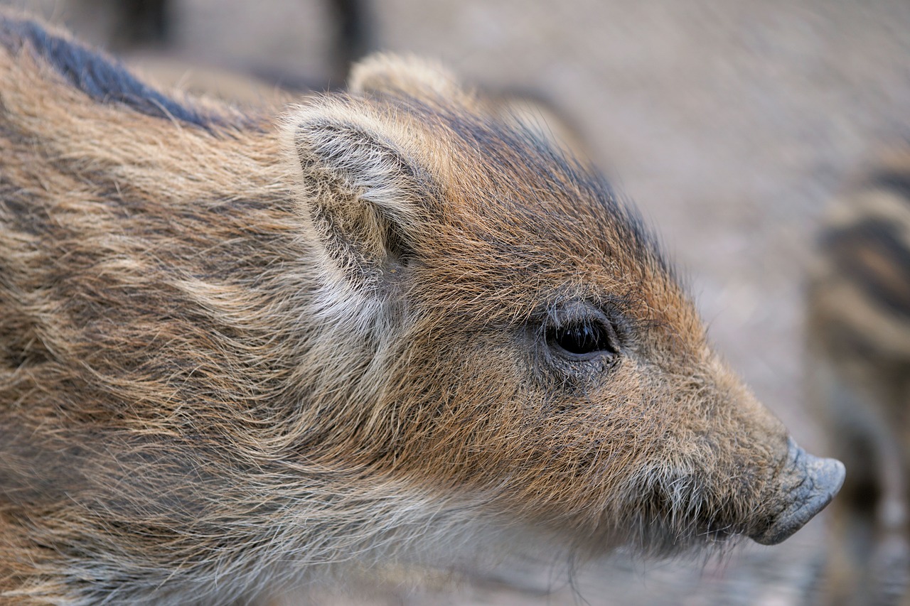 Image - piglet launchy boar pig