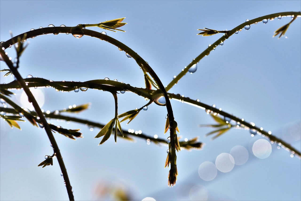 Image - raindrop dewdrop drip drop of water