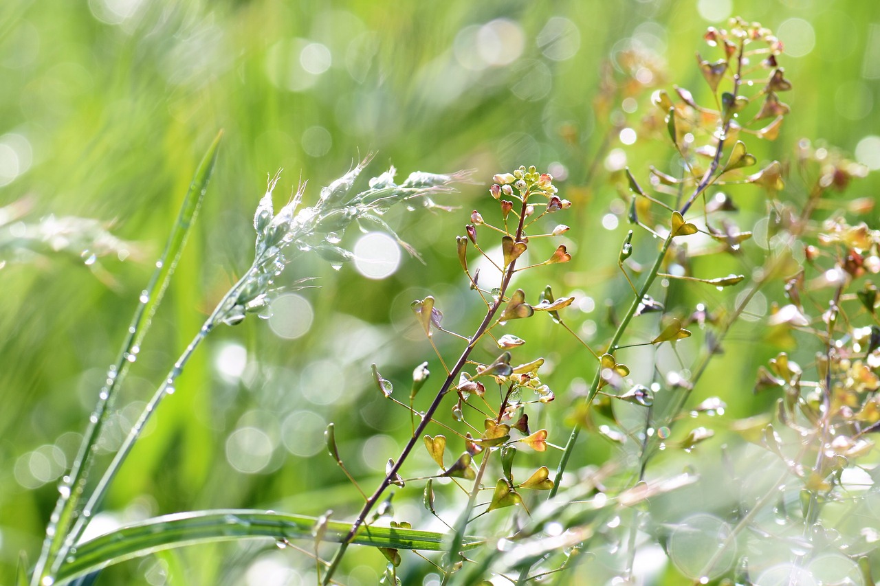 Image - meadow grass dewdrop raindrop