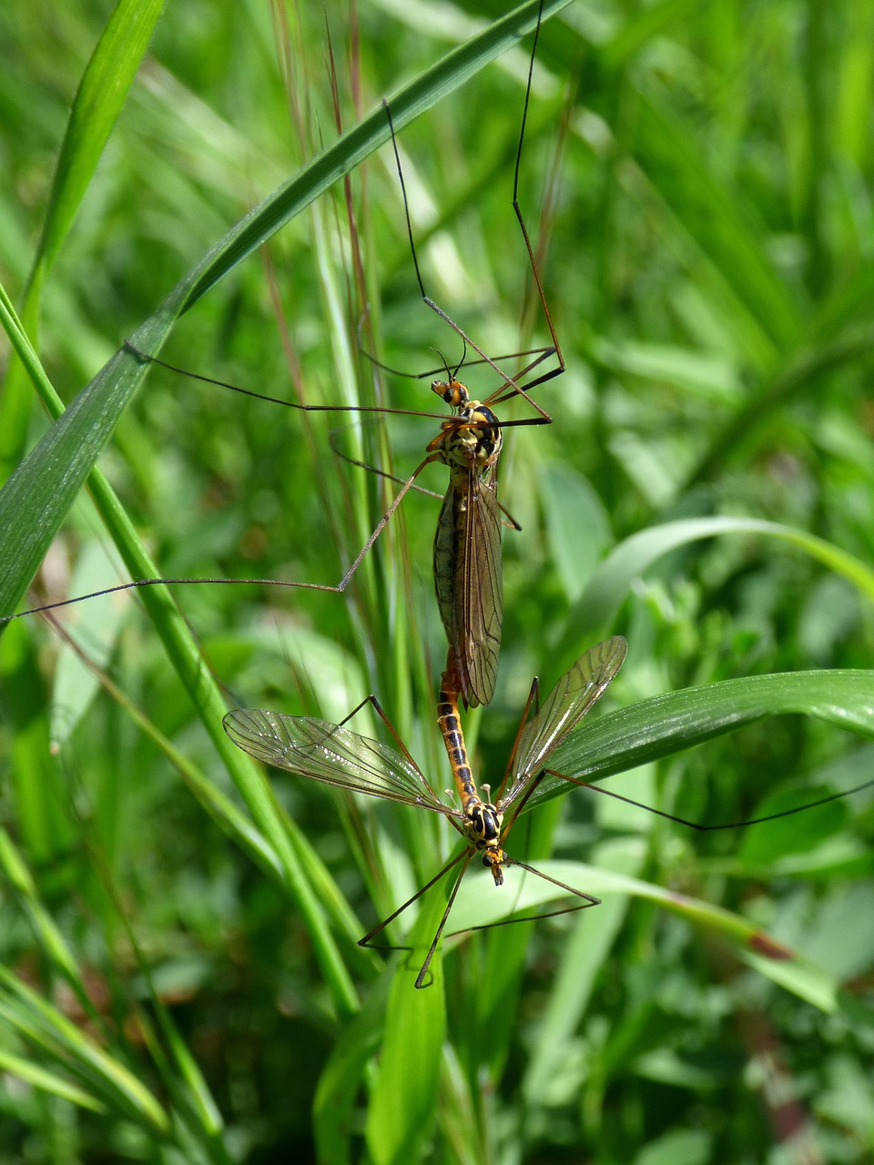 Image - nephrotoma quadrifaria típula