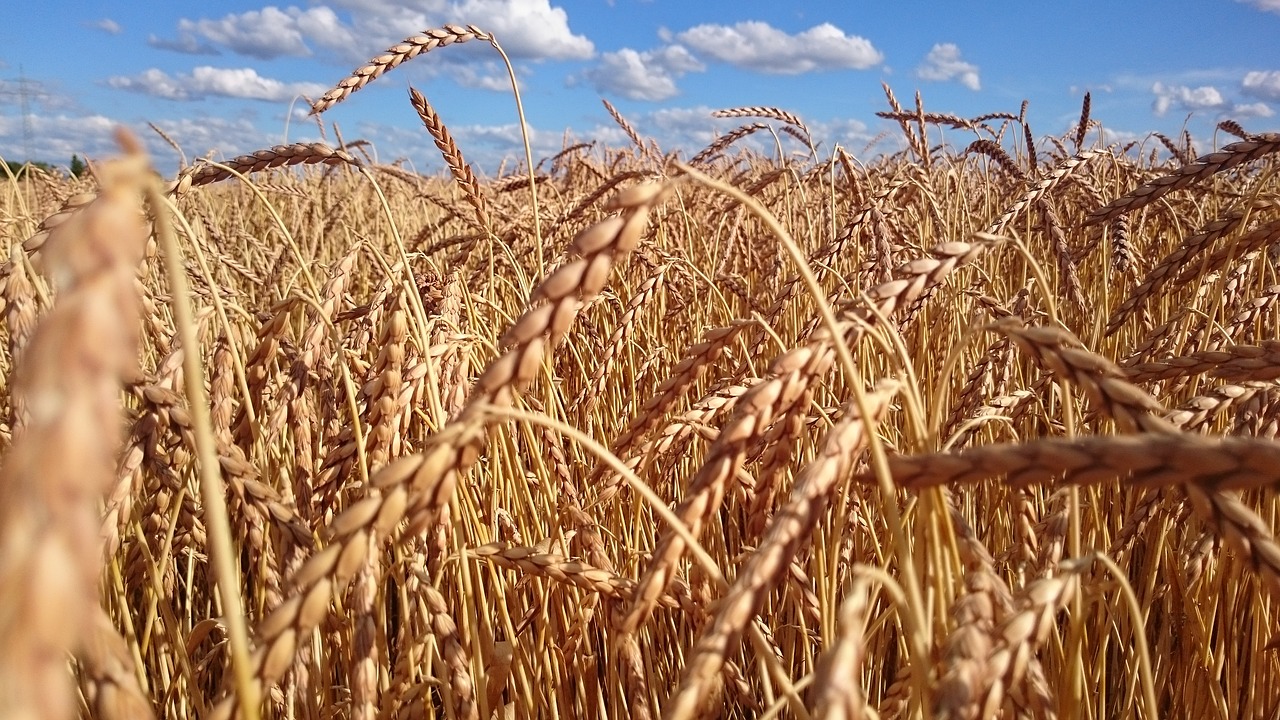 Image - wheat field cereals grain