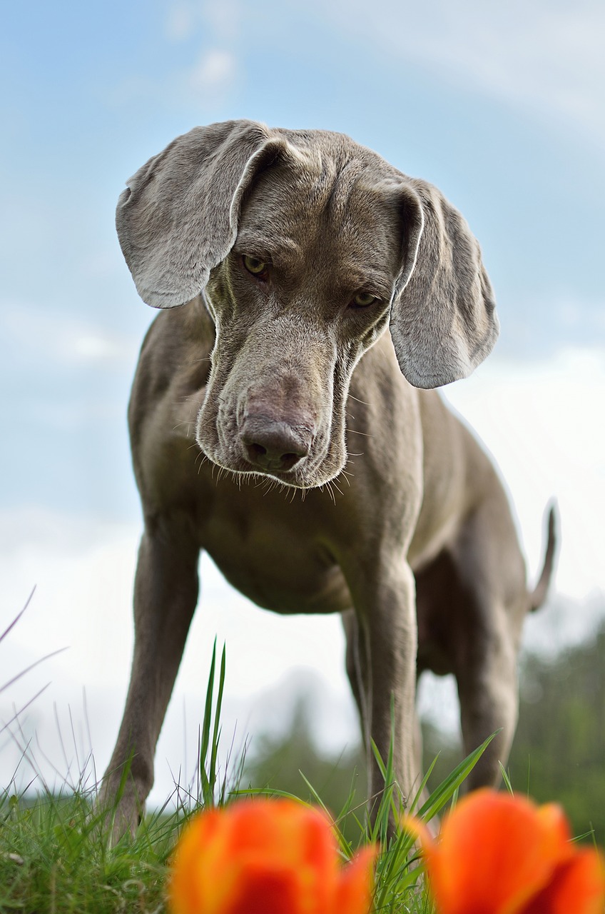 Image - dog weimaraner standing dog