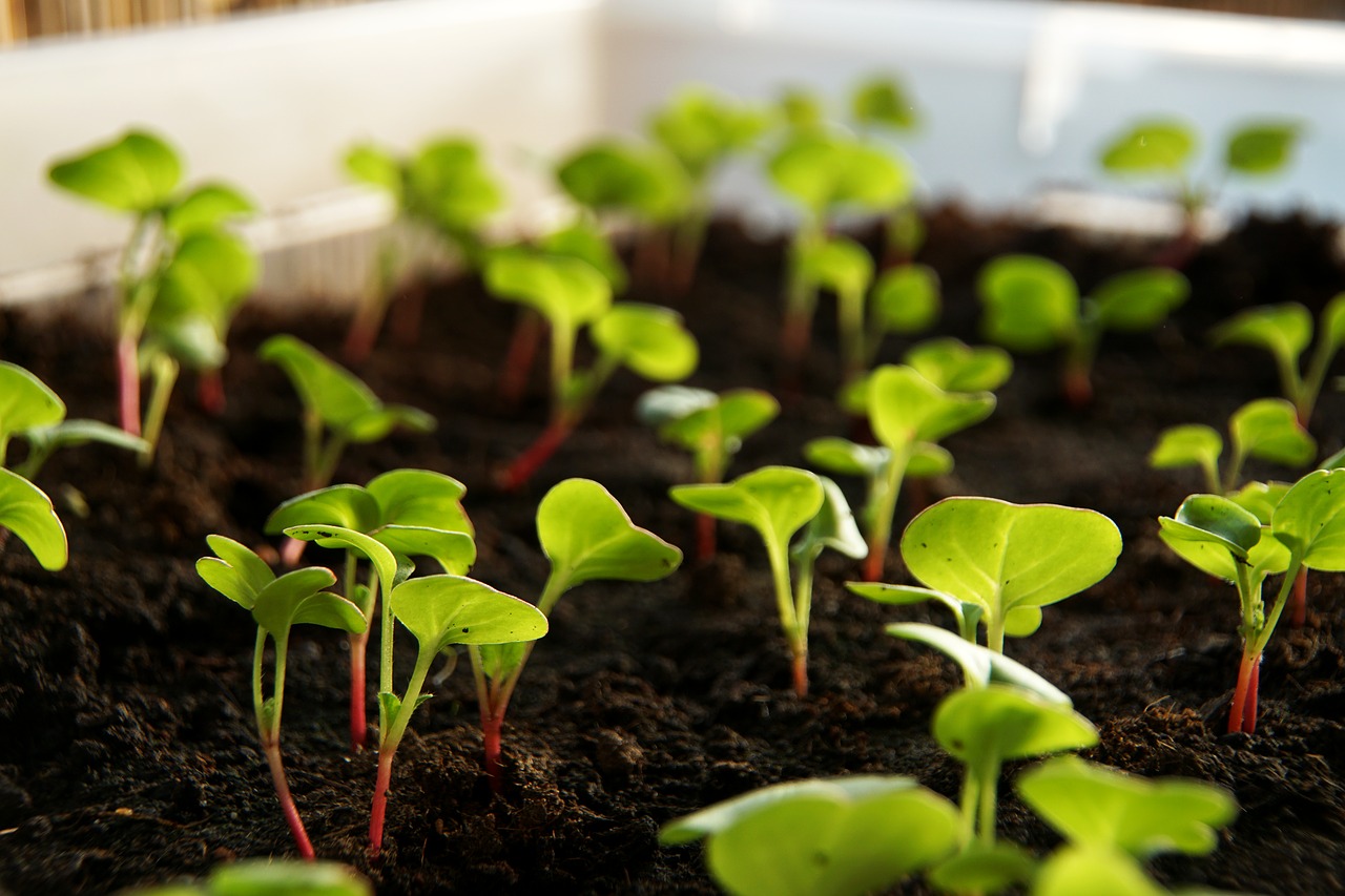 Image - radishes plant scion vegetables