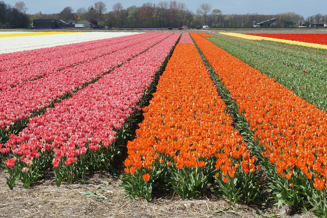 Image - field of flowers tulips