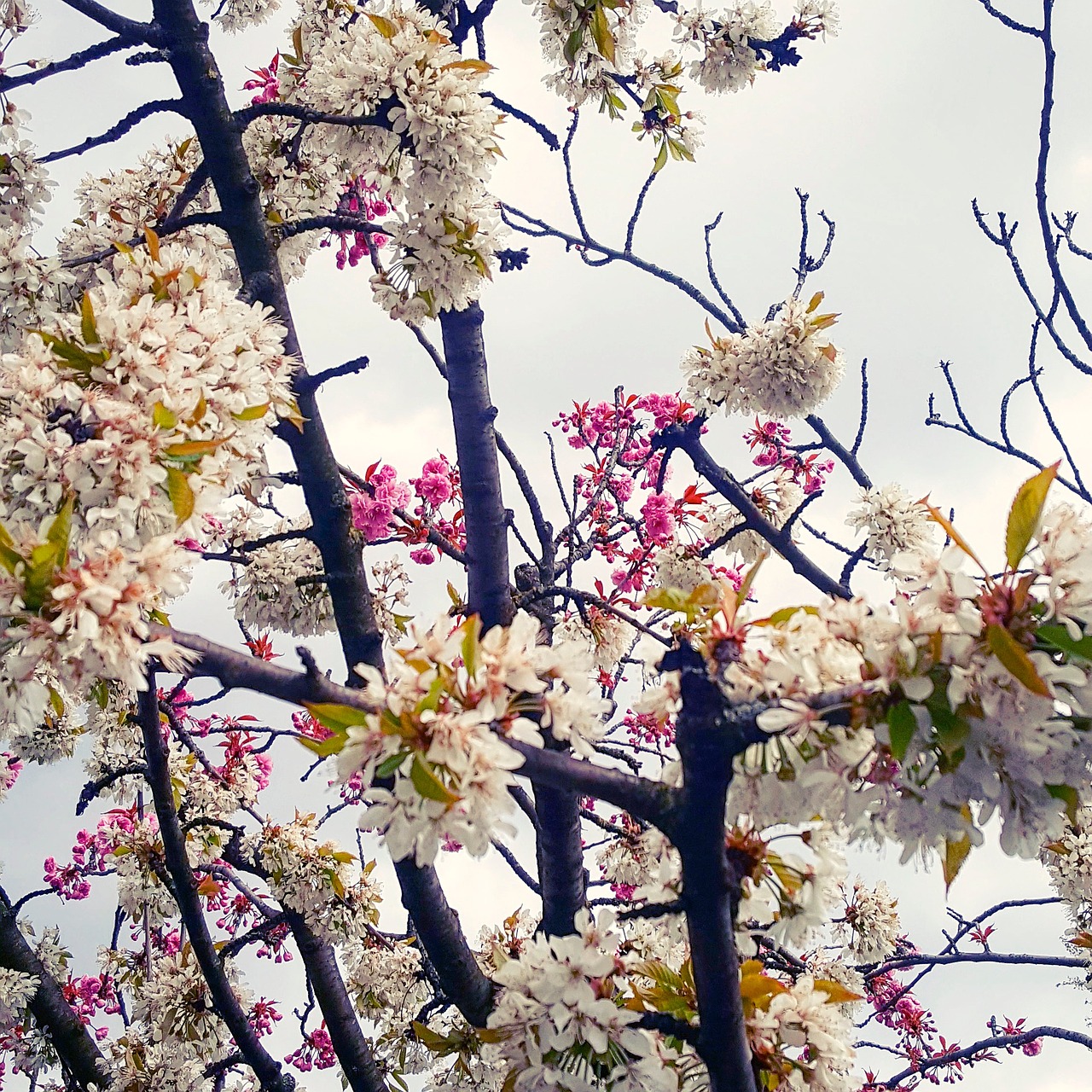 Image - spring tree nature flowers