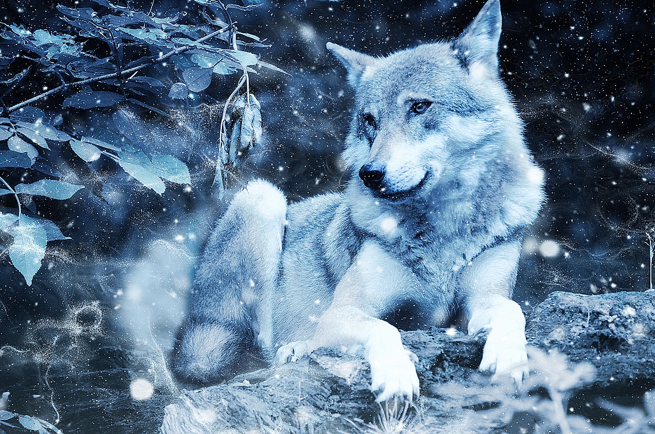 Image - wolf animal predator art vintage
