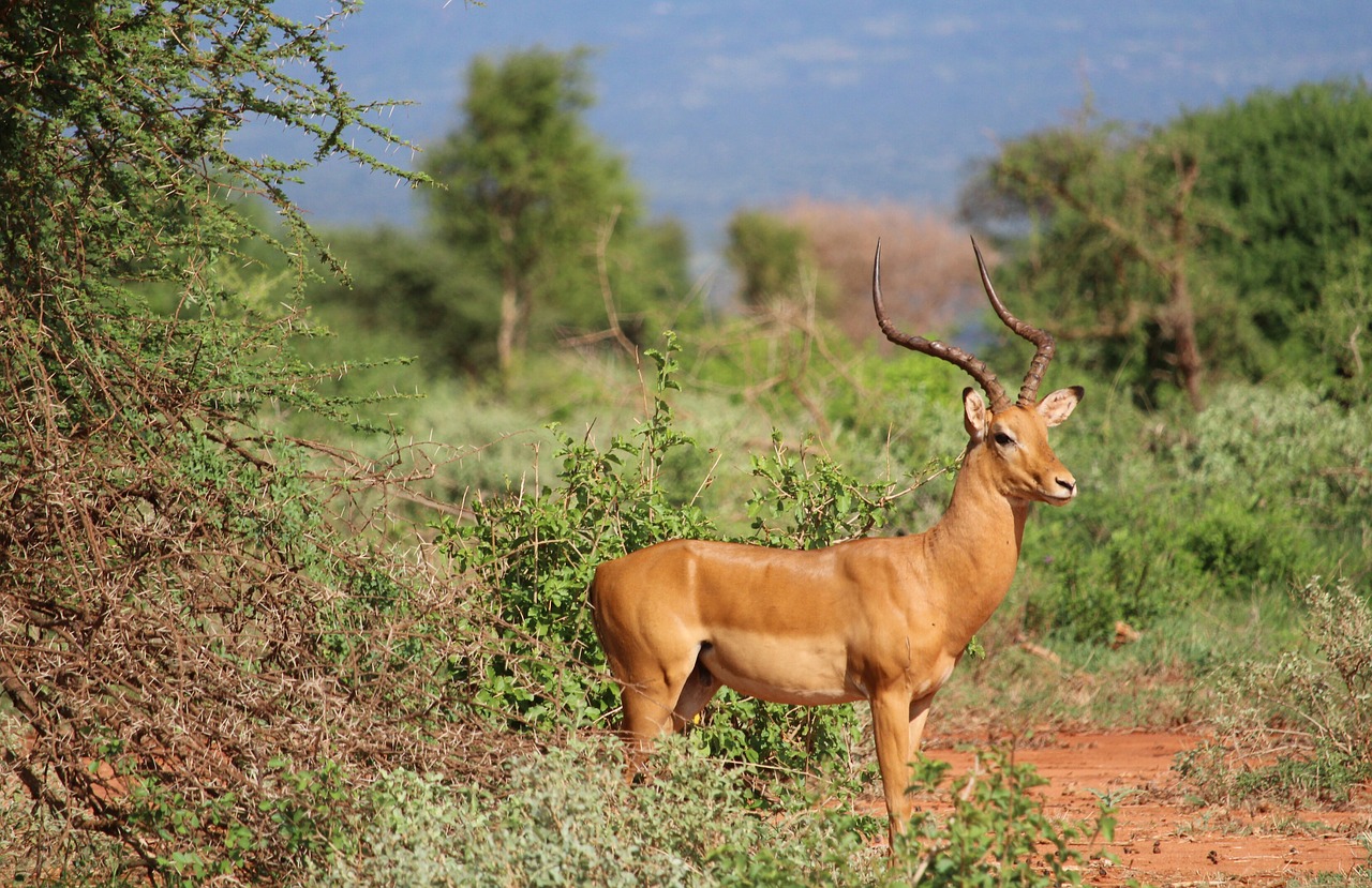 Image - gazelle tsavo safari