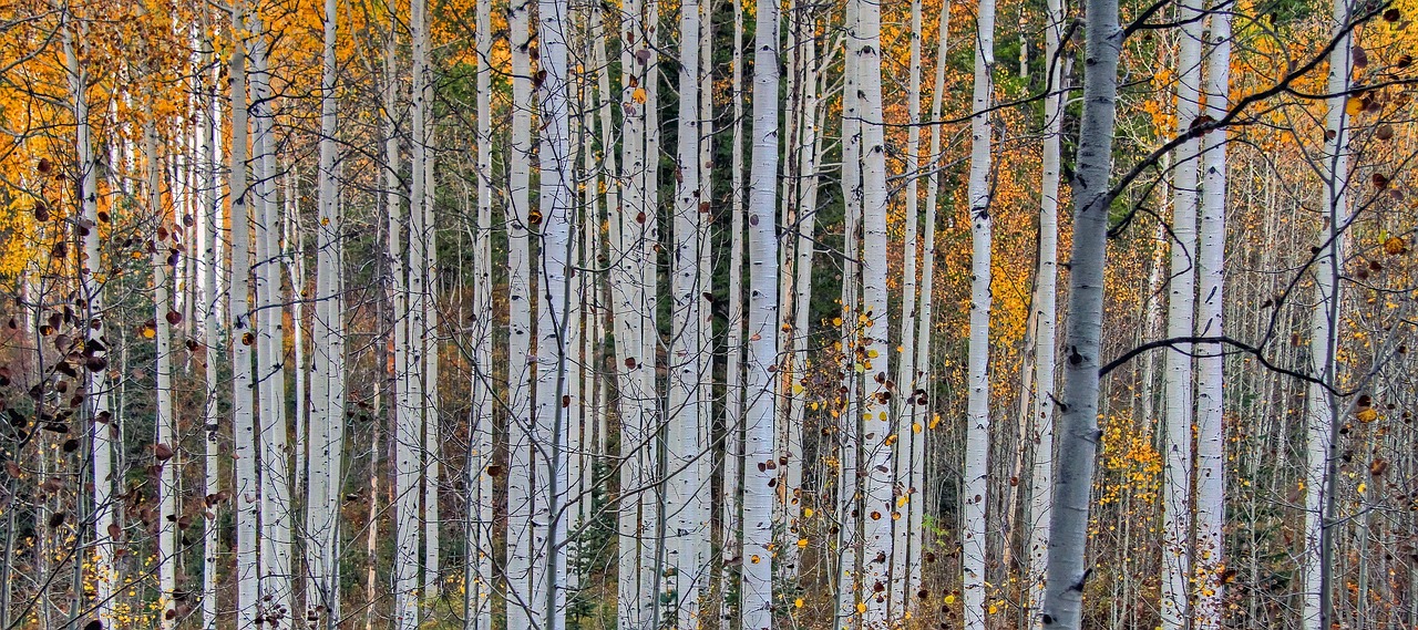 Image - aspen forest trees nature autumn