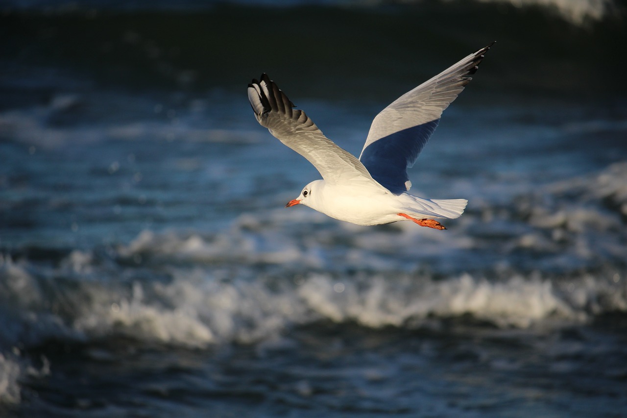 Image - seagull sea gdańsk the baltic sea