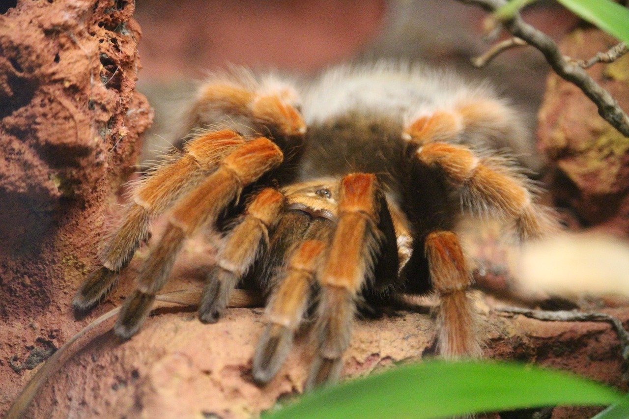 Image - spider animal zoo