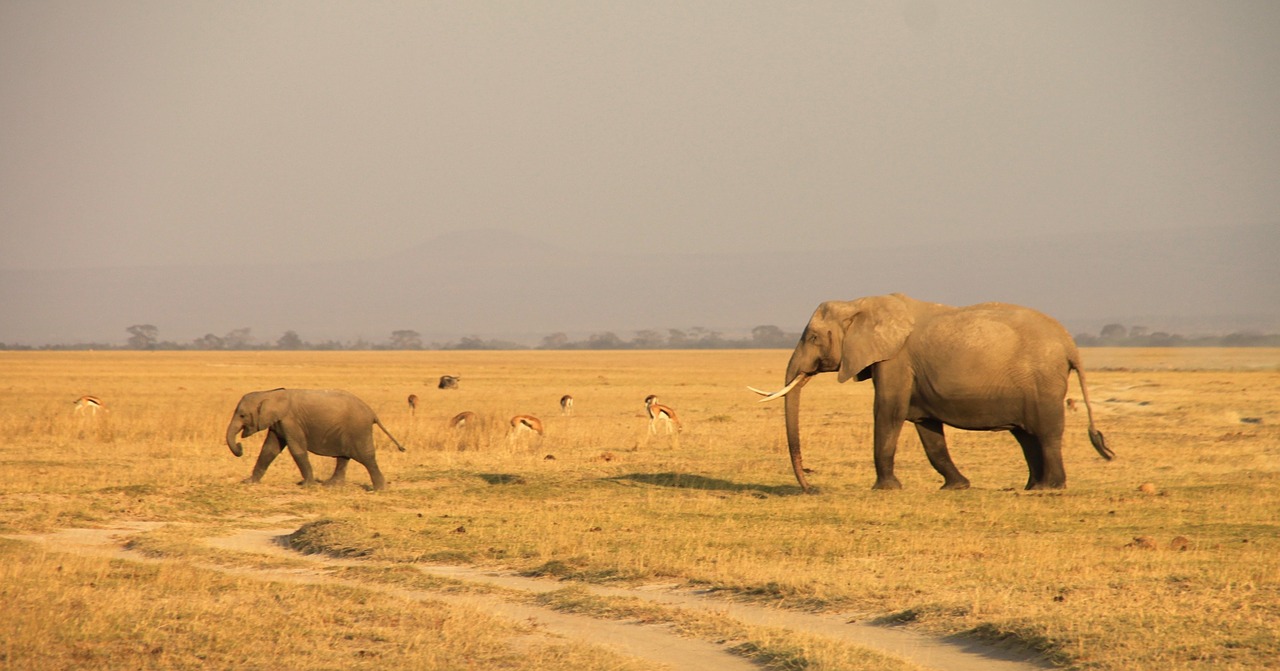 Image - kenya elephant amboseli