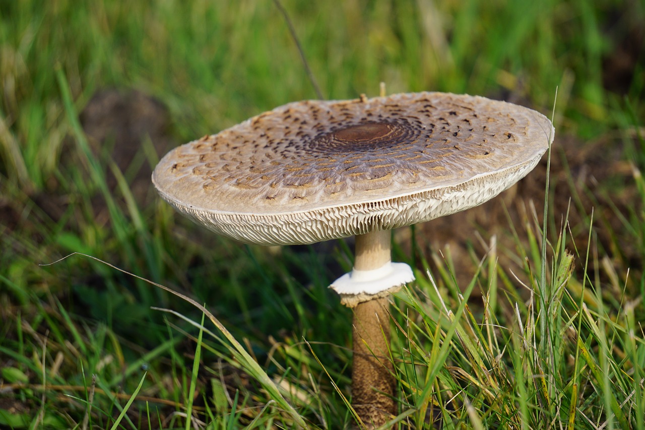 Image - mushroom meadow autumn nature