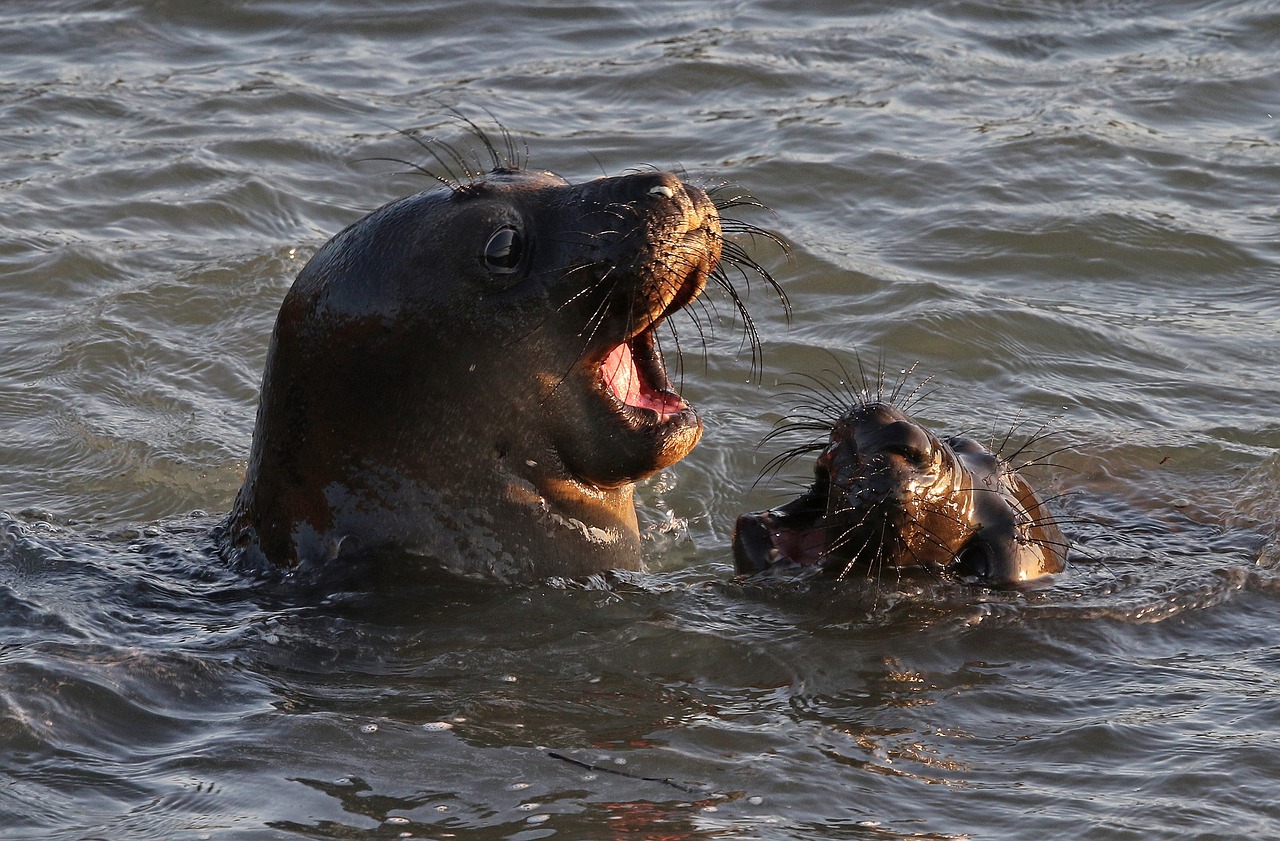 Image - seals swimming water ocean sea