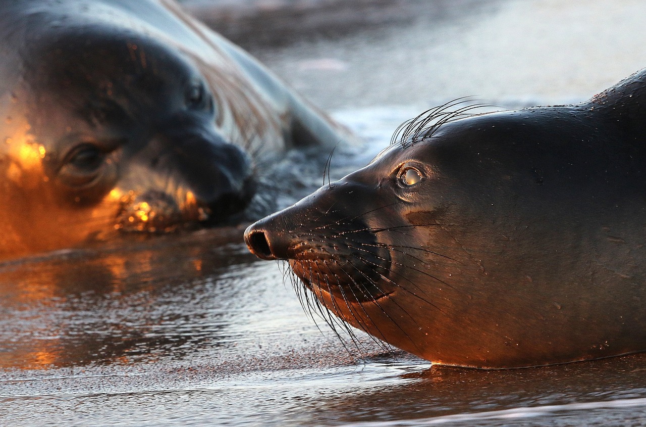 Image - seals beach portrait wildlife